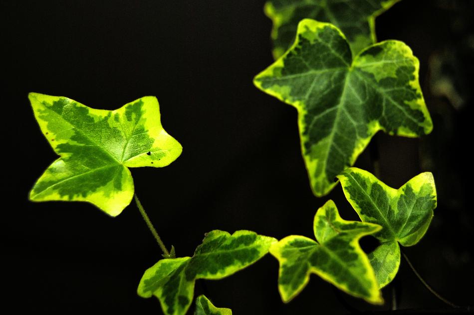 green leaves on a black background