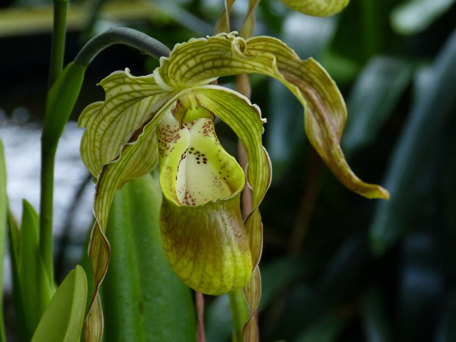 Orchid Flower Blossom