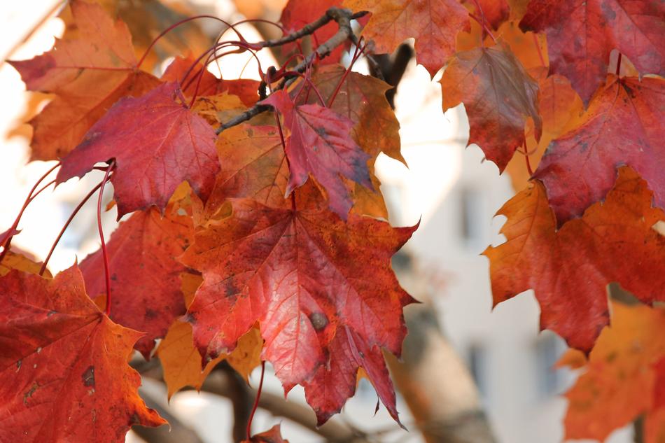 ratty autumn leaves on a tree