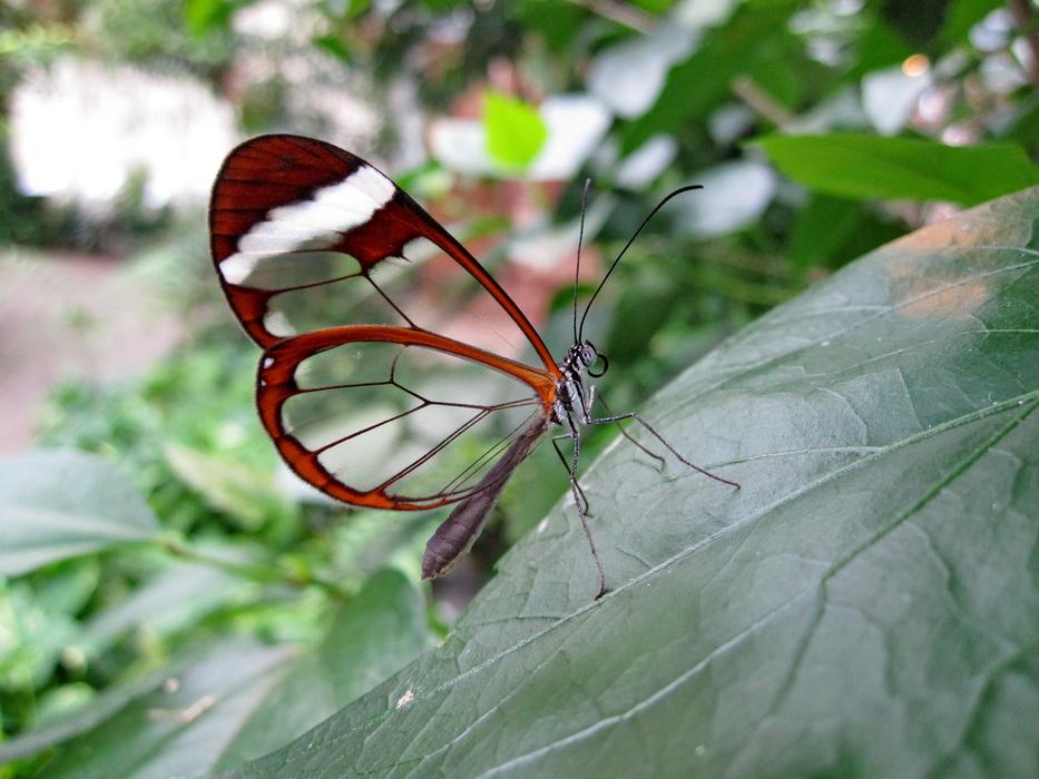 Butterfly Glass Wing free image download