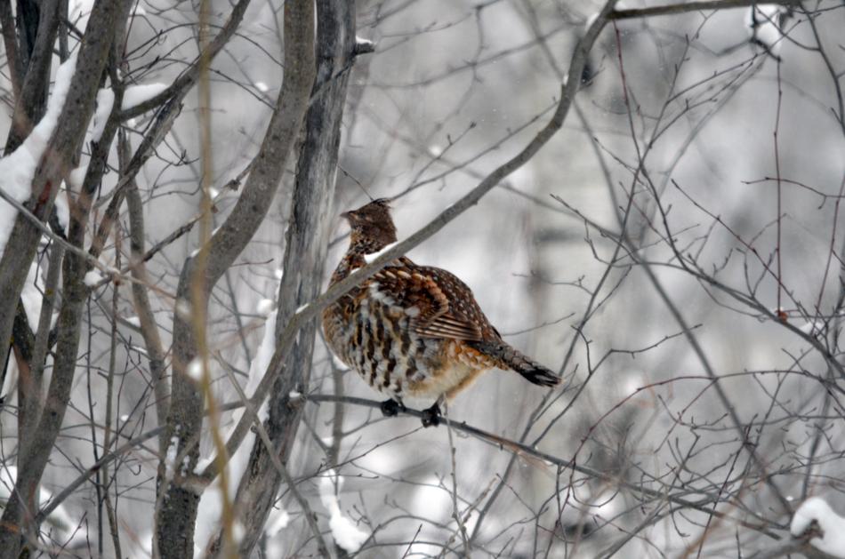 grouse on a tree branch in winter