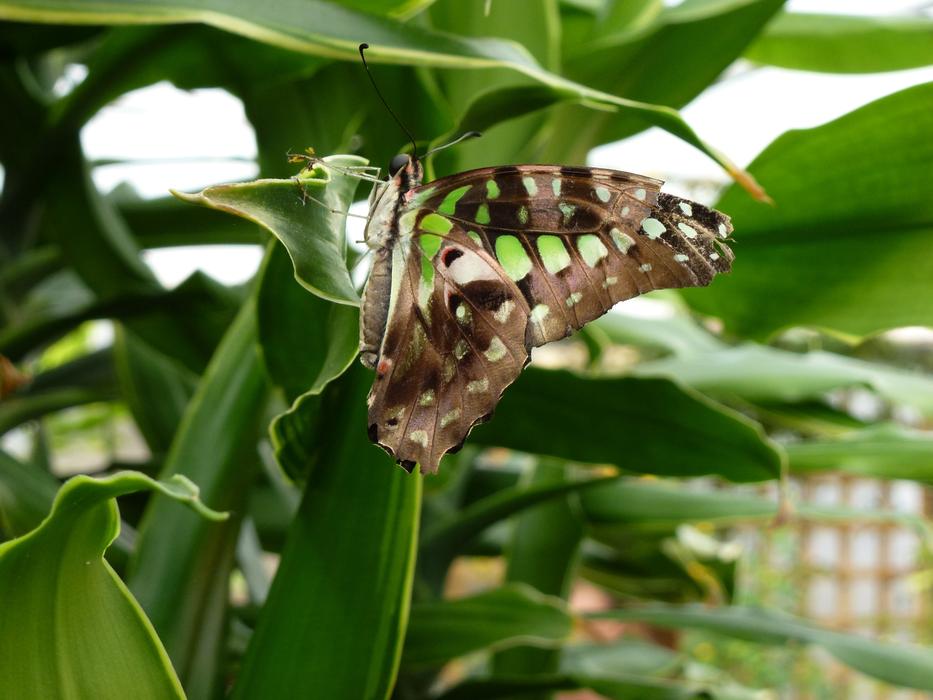 brown butterfly on a bush