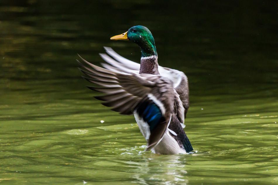 charming Mallard Azulón Ave