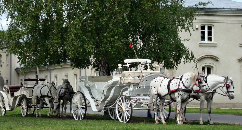 white horses with a carriage