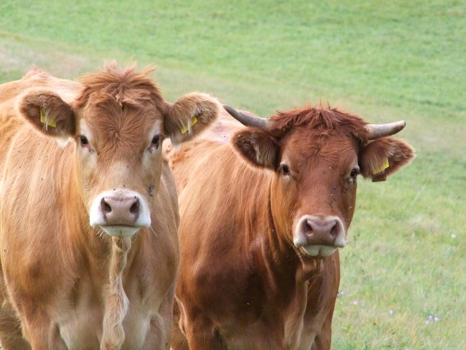 Cute brown cows on the green pasture