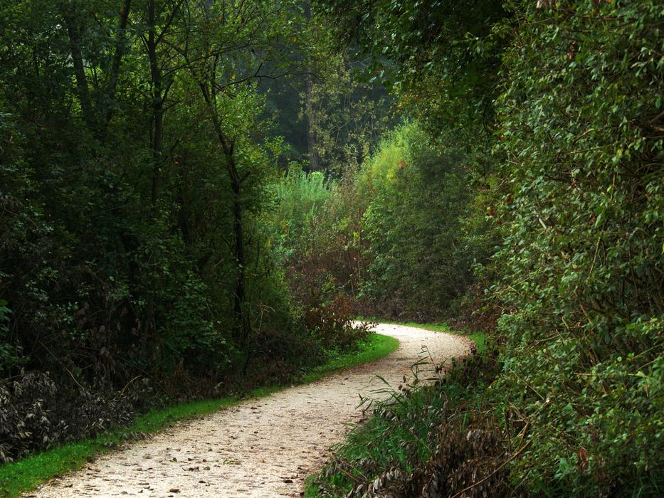 Forest Path Trees