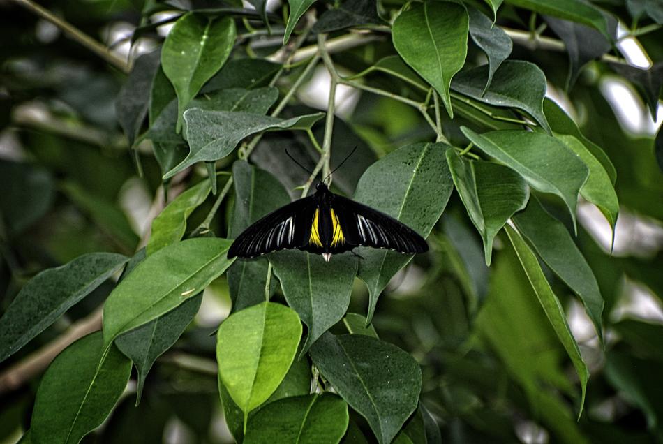 Butterfly Troides Rhadamantus
