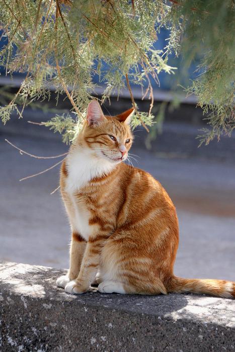 ginger cute cat