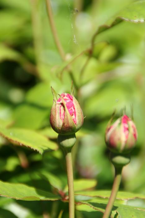 Rose Flowers Red