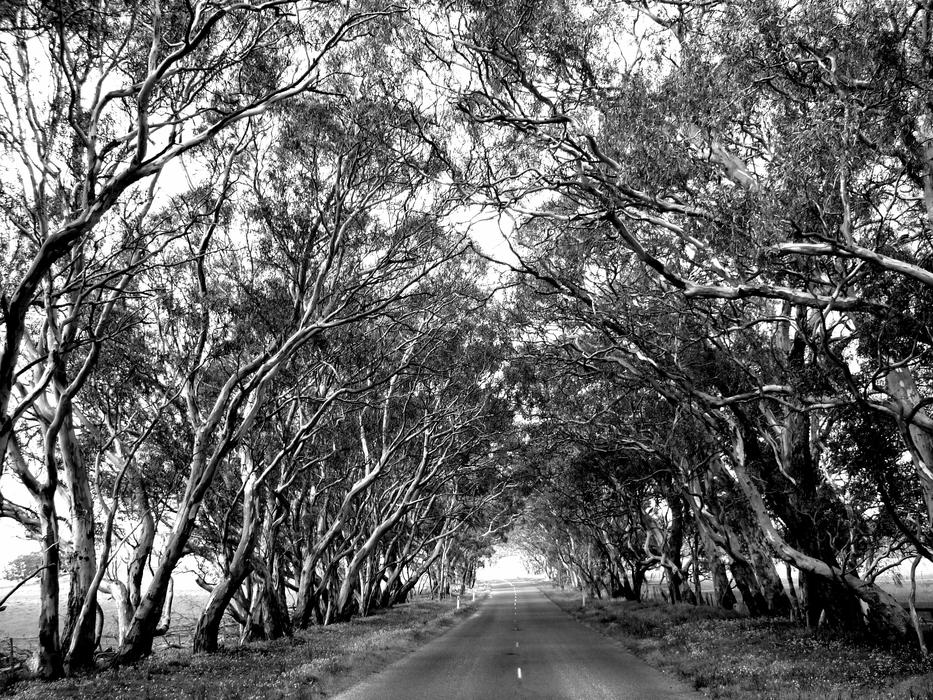 road with snowy trees