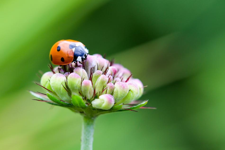 Ladybug on pink blossom, macro