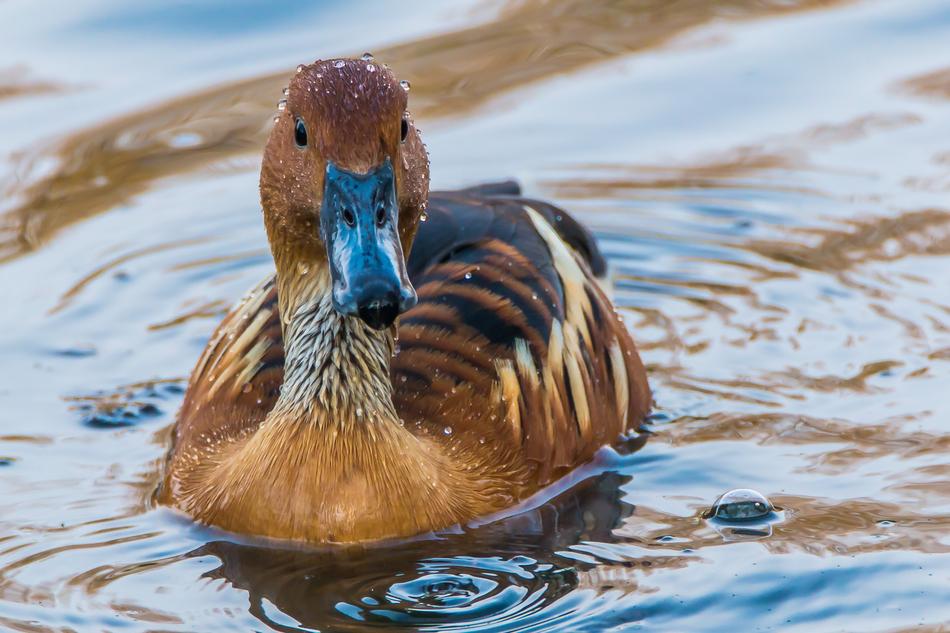 brown mallard on the water in the pond