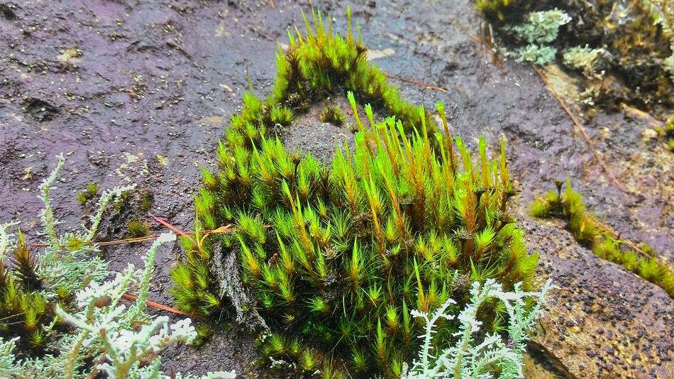 Moss Plant Damp