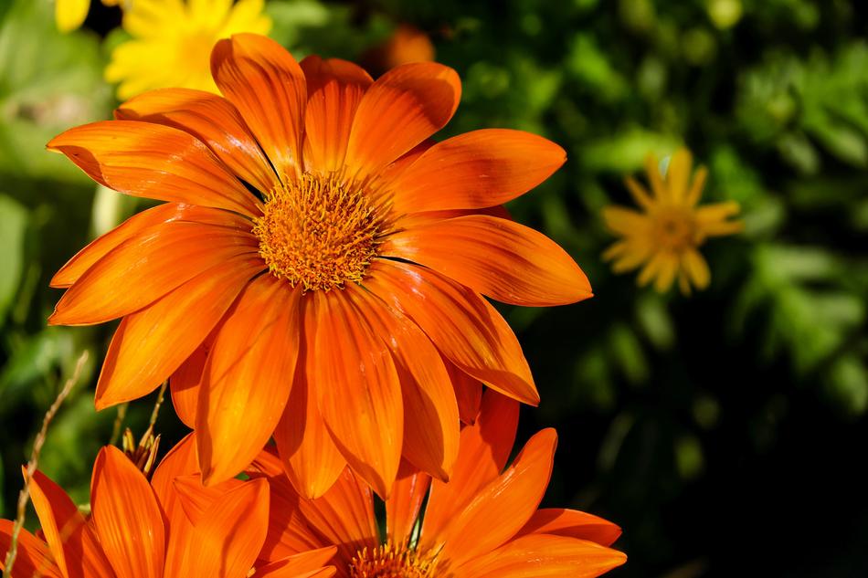 Gazania Flower Bloom