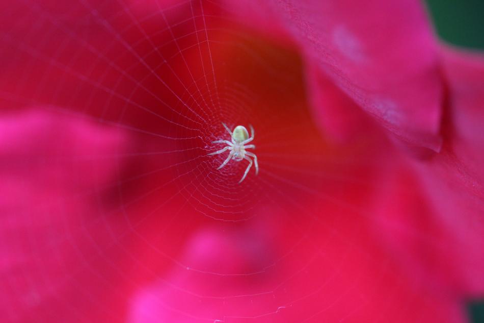 Macro Close Up Spider