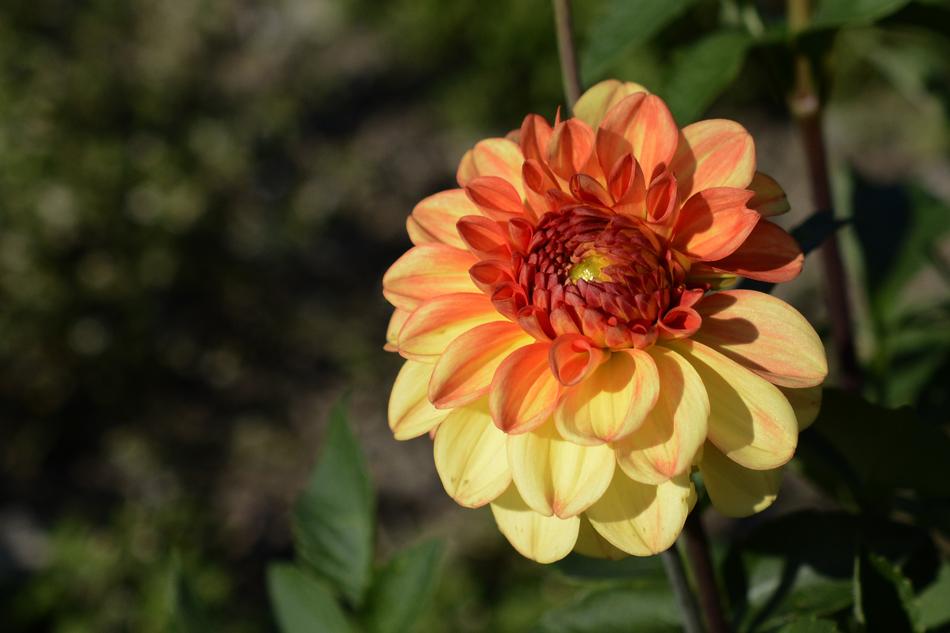 Dahlia Flower Blossom