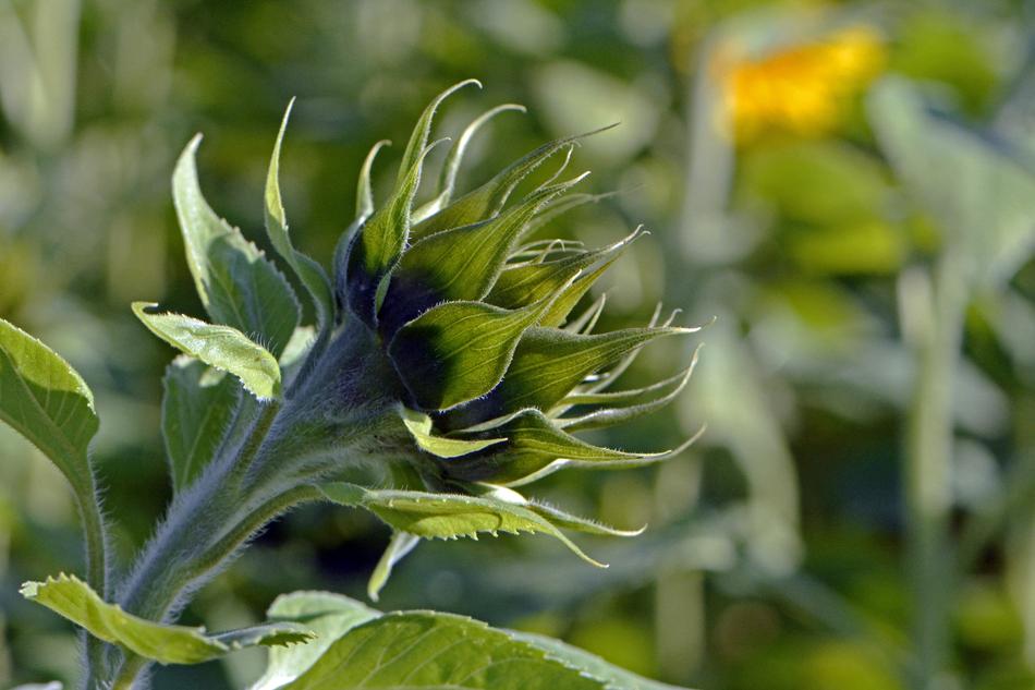 Sunflower Bud Summer
