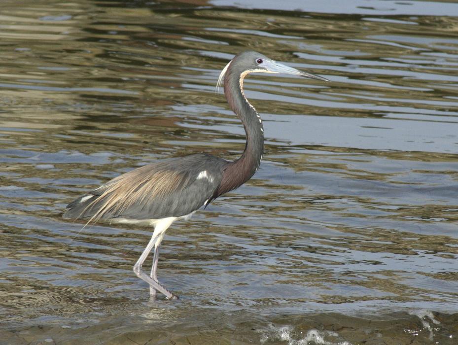 Beautiful and cute Tricolored Heron, standing in the water