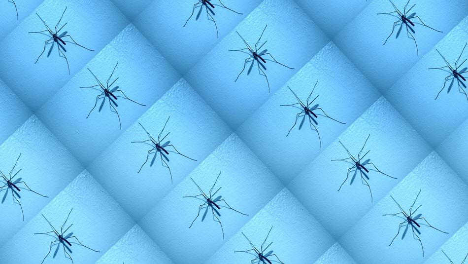 Insects on the blue wall