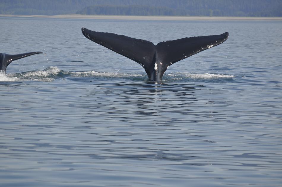 big whale tail in the water