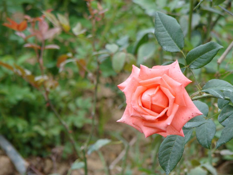 Rosa Pink