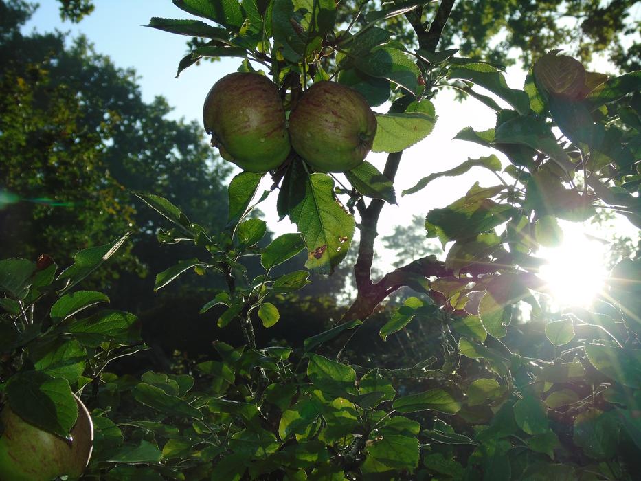 sunlight illuminates the leaves of the tree