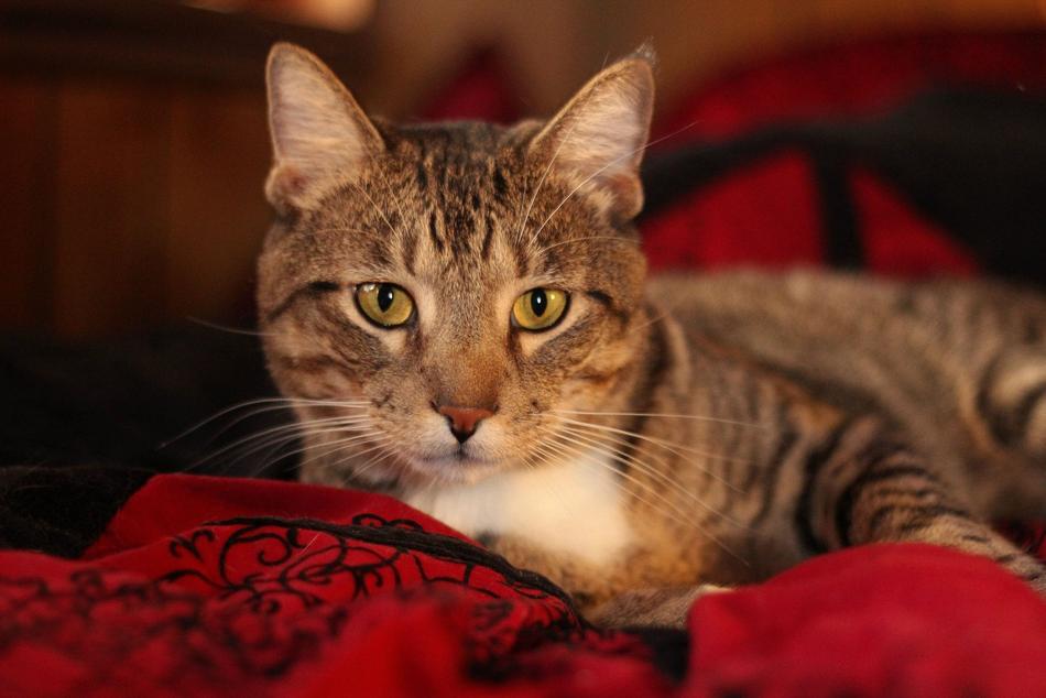 striped cat lying down