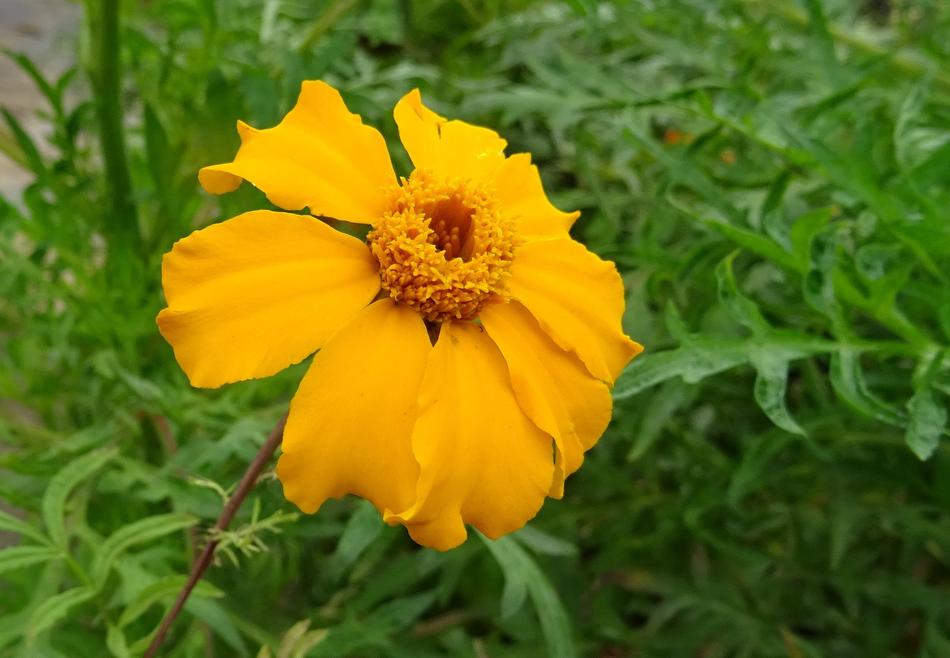 Marigold Flower Single