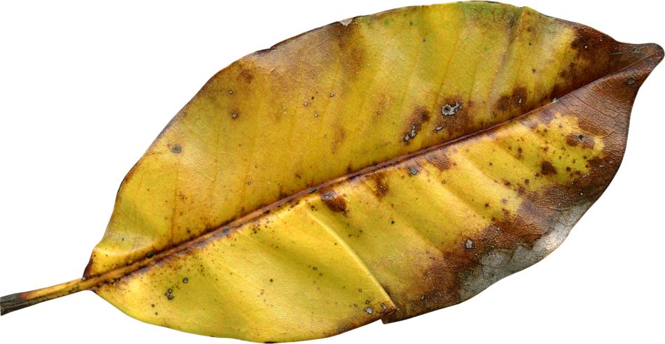 dry yellow leaf