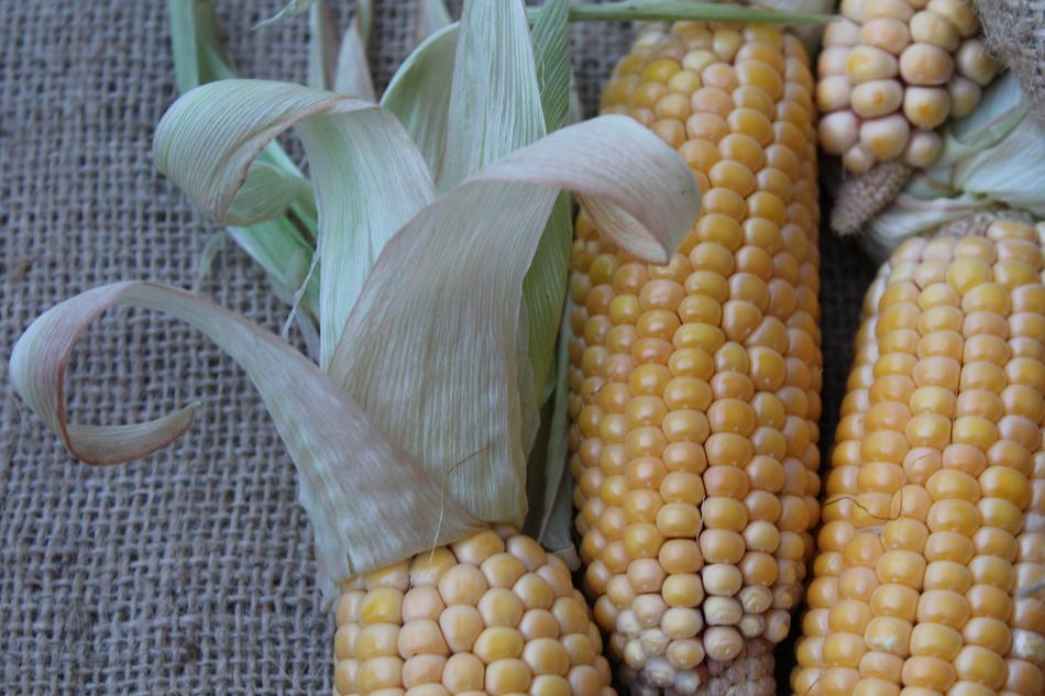 Corn Vegetables Yellow On The