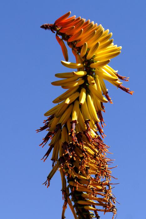 Bluehtenstand Aloe Botswana
