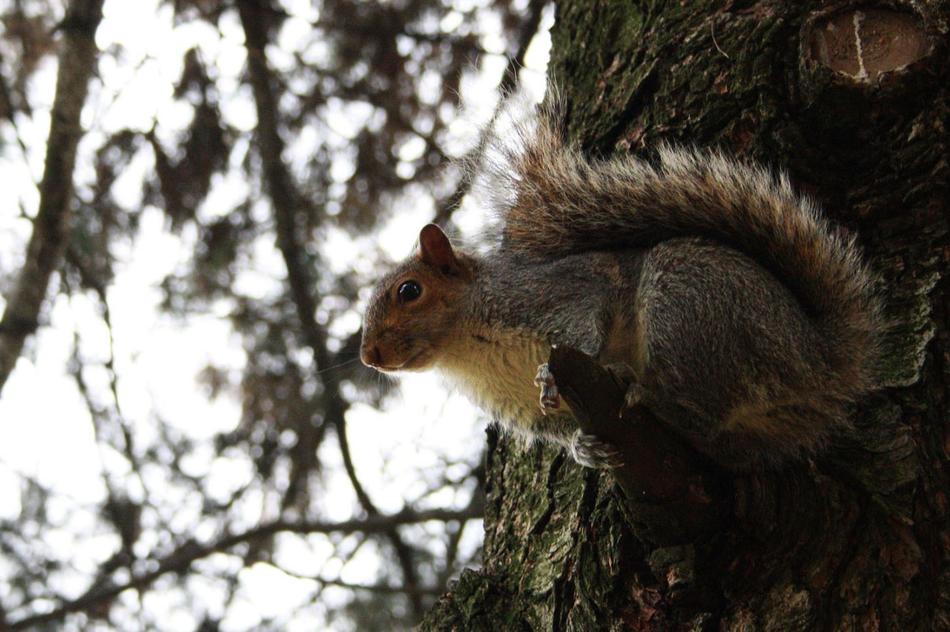 delightful Squirrel on Tree