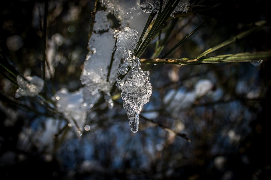 frozen drop of water on a branch