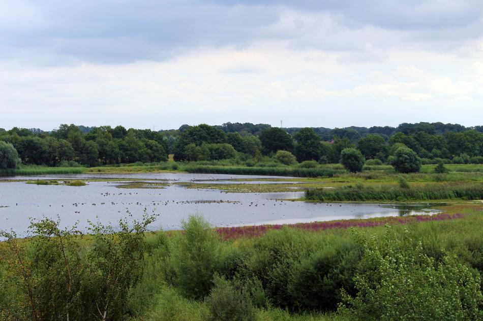 Rieselfelder Munster nature