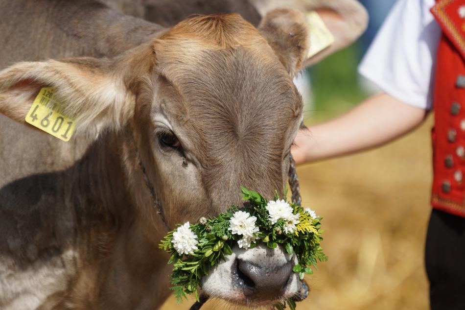 Cattle Show Customs
