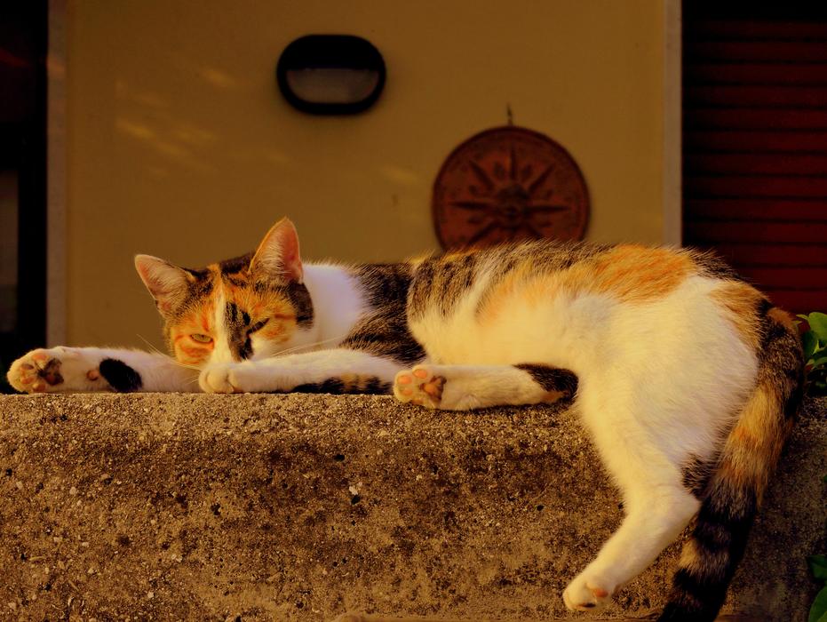 Colorful cute cat sleeping on the stone