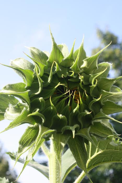 Sunflower Green Flower