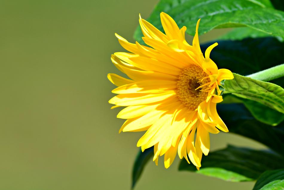 Flower Nature Natural