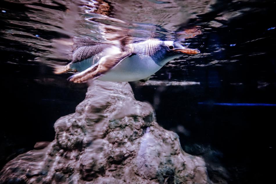 Penguin Sea Nature