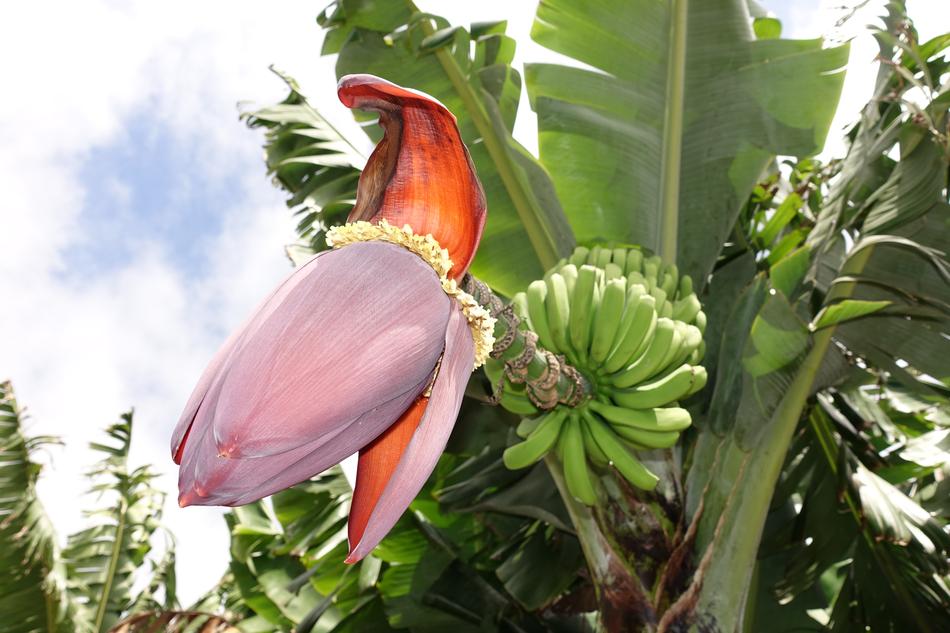 Bananas Musa Nature