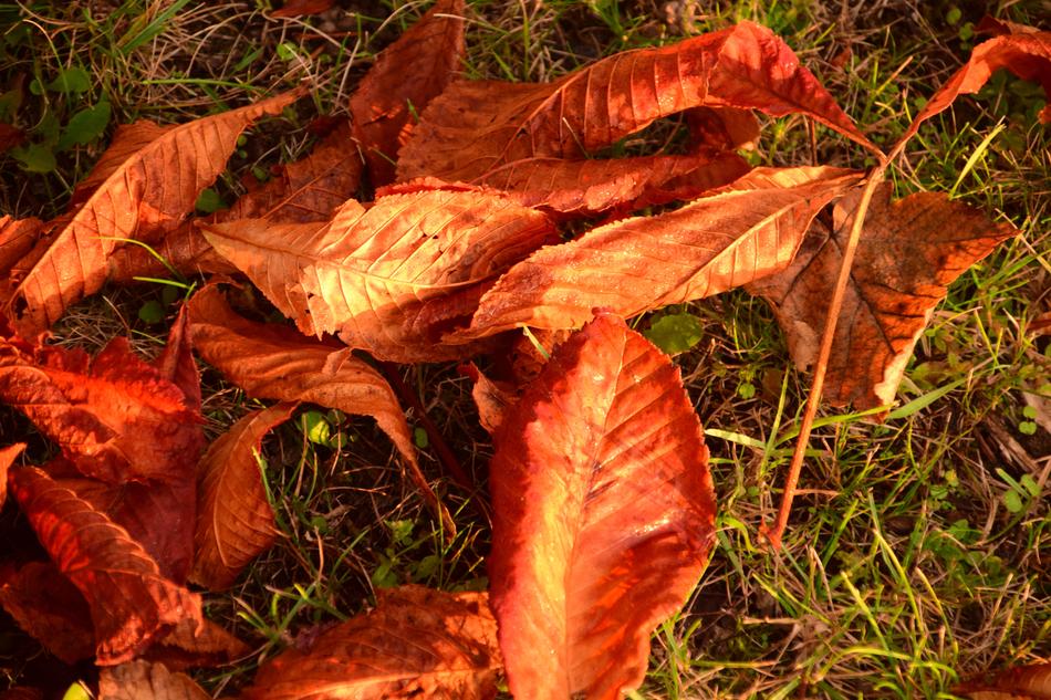 Autumn Leaves In The