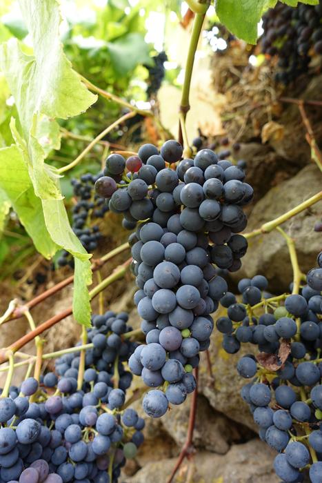 Macro Grapes Madeira