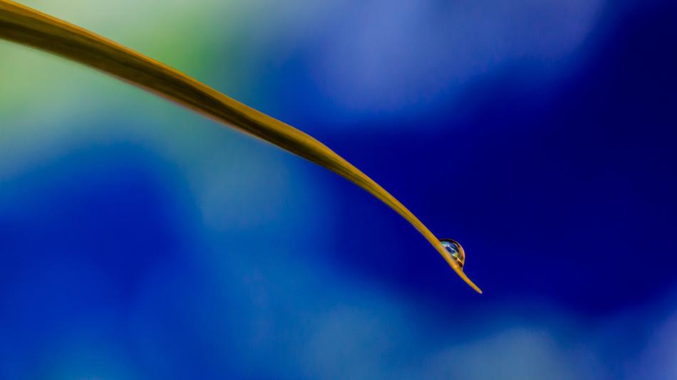 drop, grass, blue background