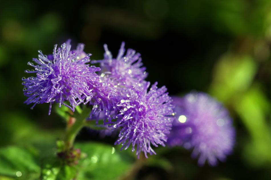 purple flowers in the garden are wet