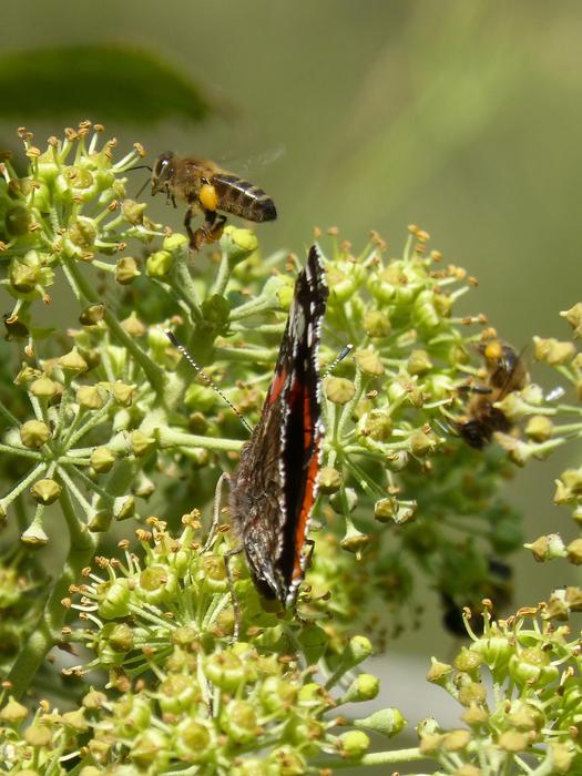 Butterfly Atalanta Vanessa
