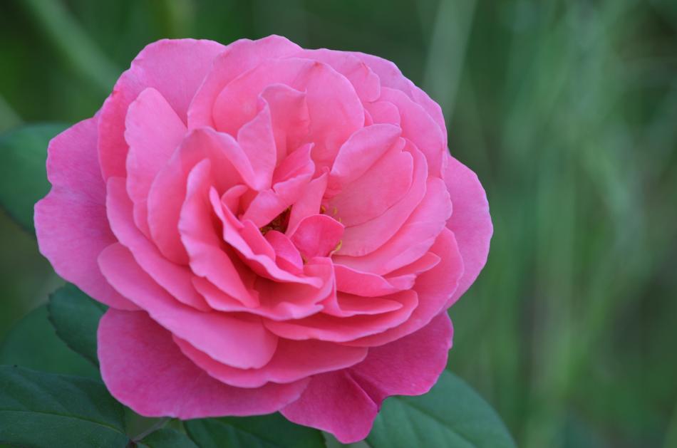 Flower Rose Pink