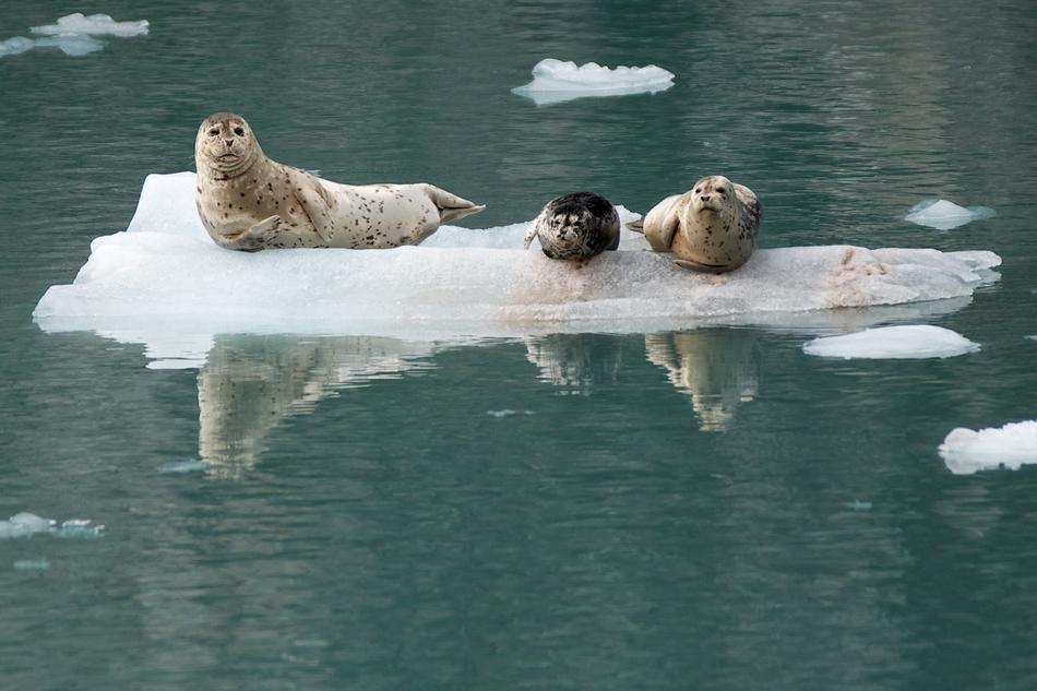 Harbor Seals Ice Looking
