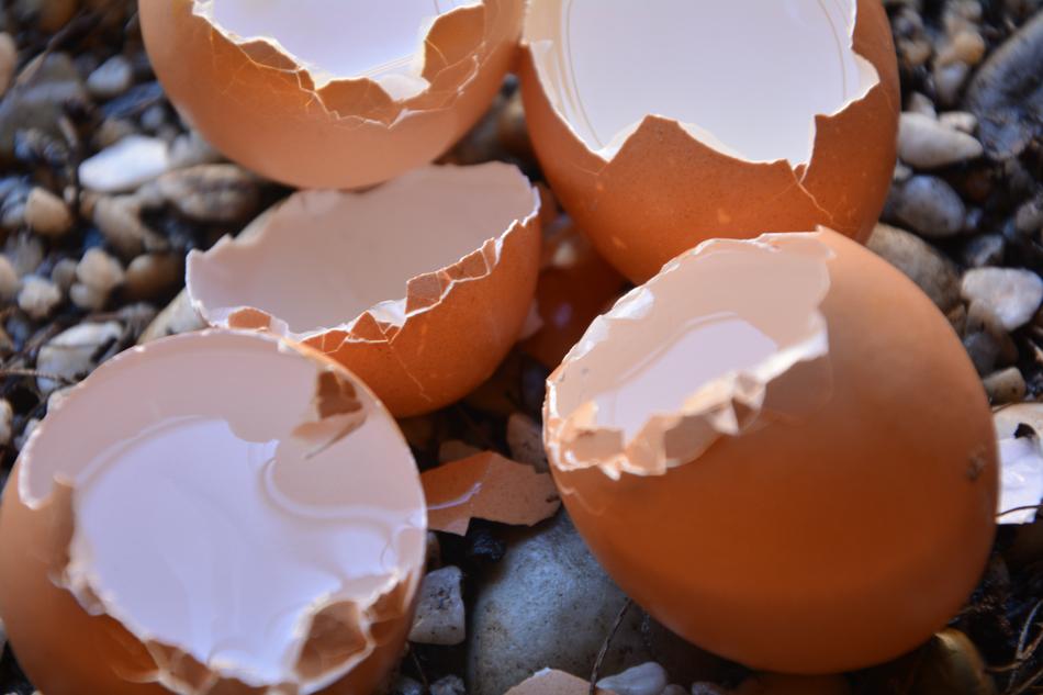 broken egg shells