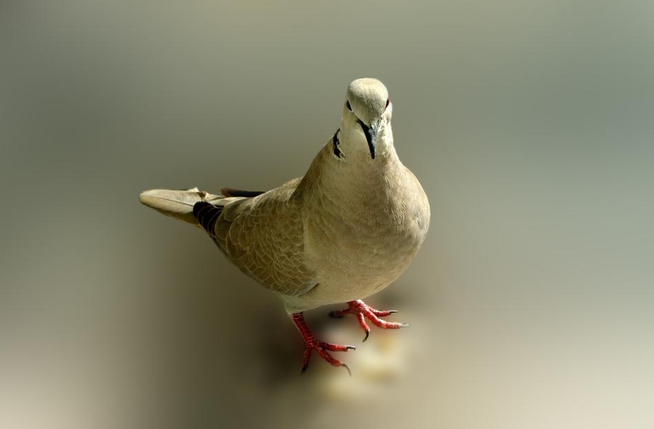Dove Bird Poses