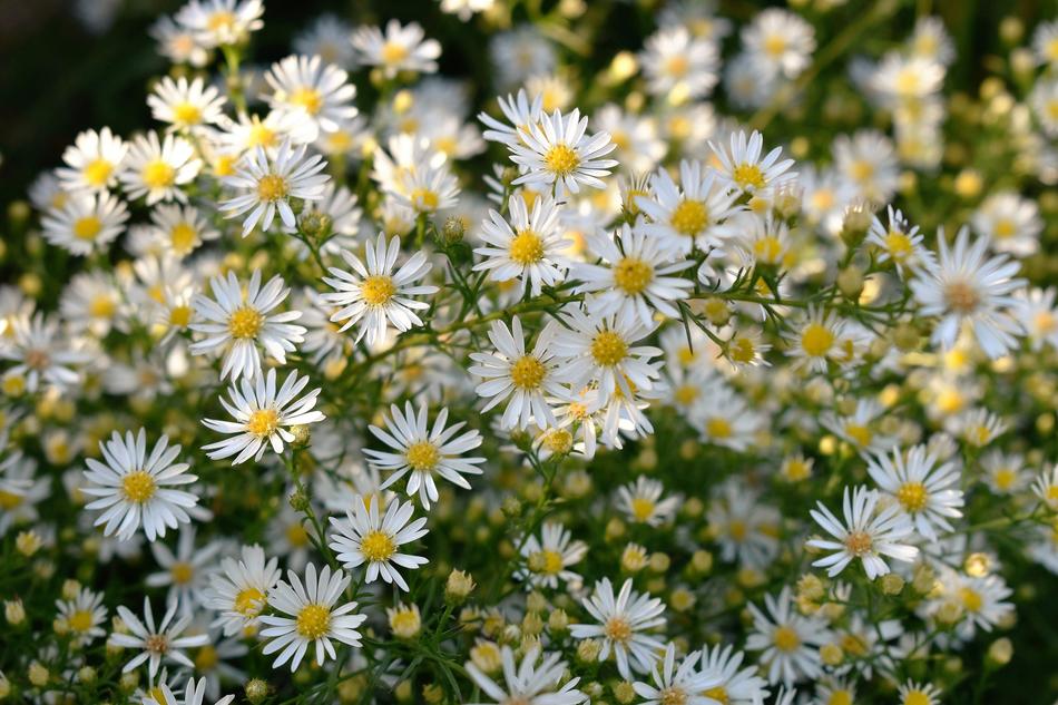 Flowers White Nature